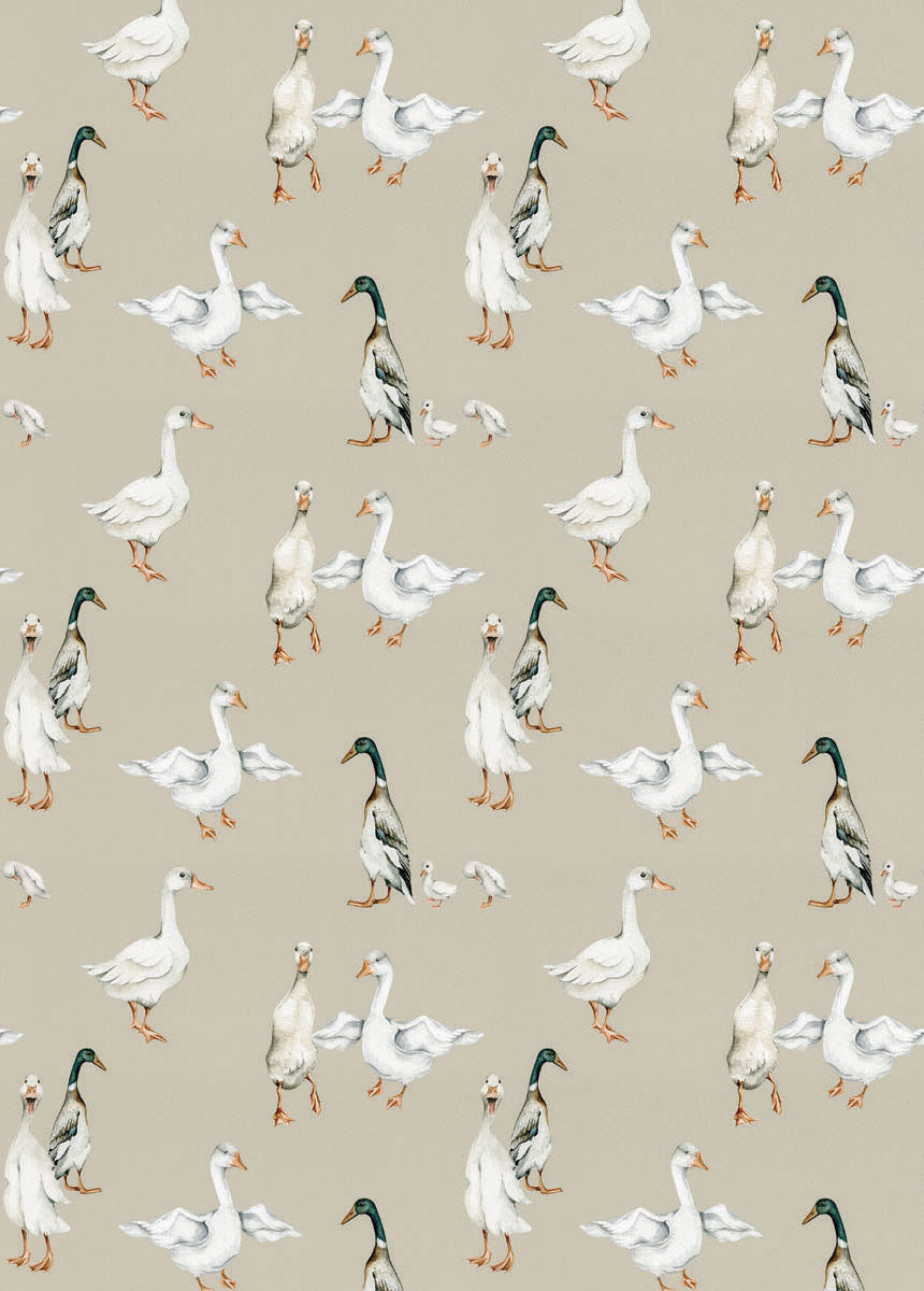 White Ducks Wallpaper