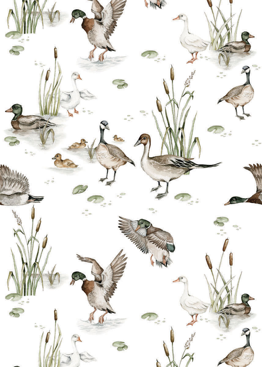 Ducks Lake Wallpaper